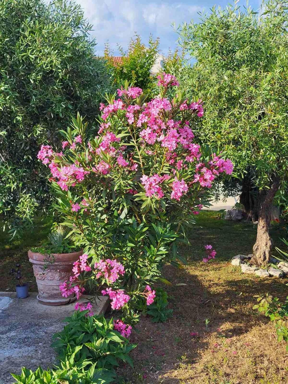 Olive Grove Vodice Exterior foto